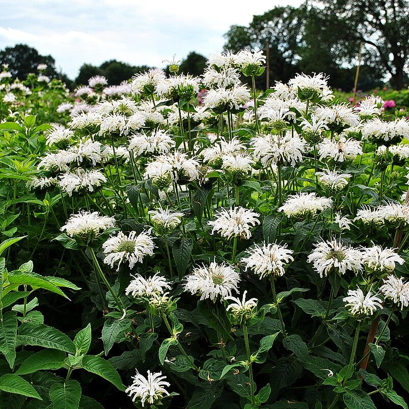 Indianernessel 'Bee-Bright' (Monarda fistulosa)