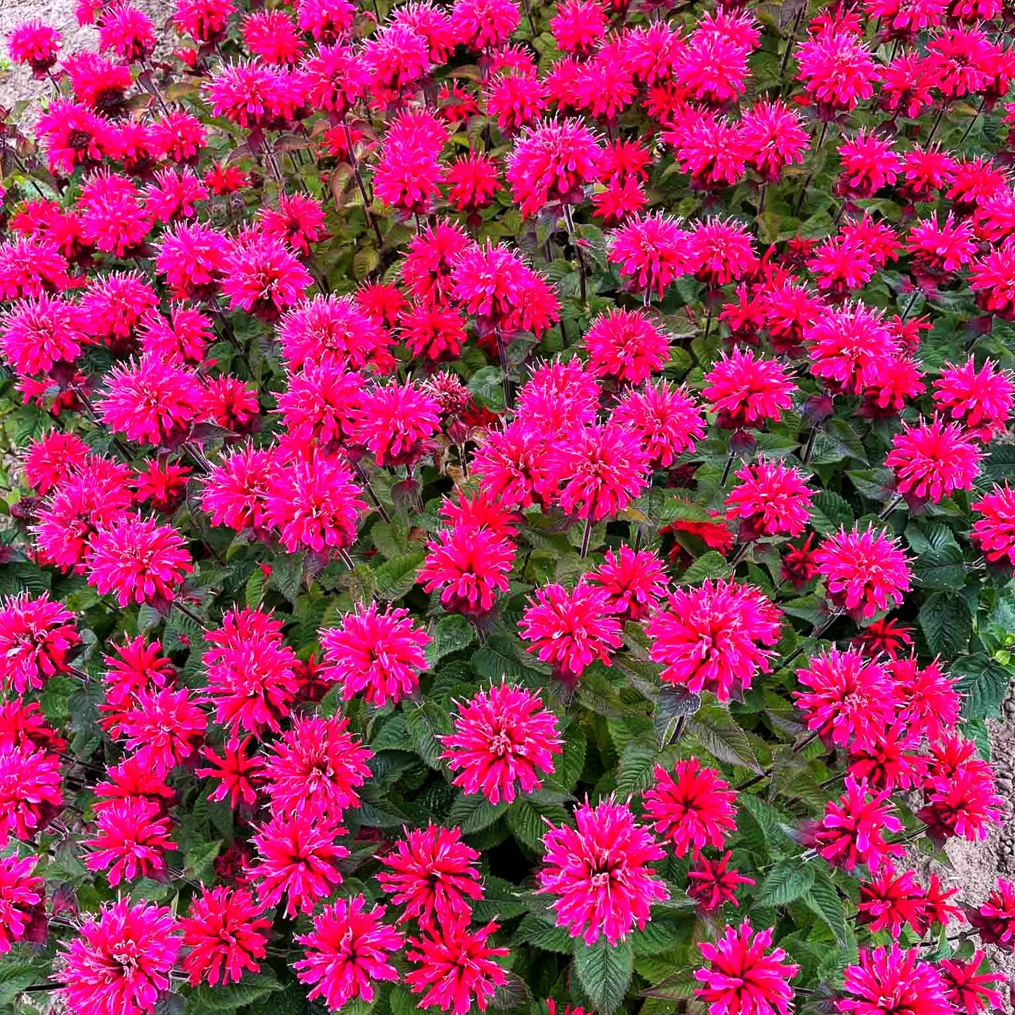 Indianernessel 'Bee-Happy' (Monarda fistulosa)