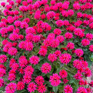 Indianernessel 'Bee-Happy' (Monarda fistulosa)