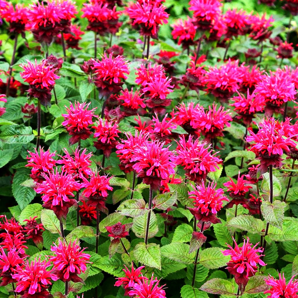Indianernessel 'Bee-Happy' (Monarda fistulosa)
