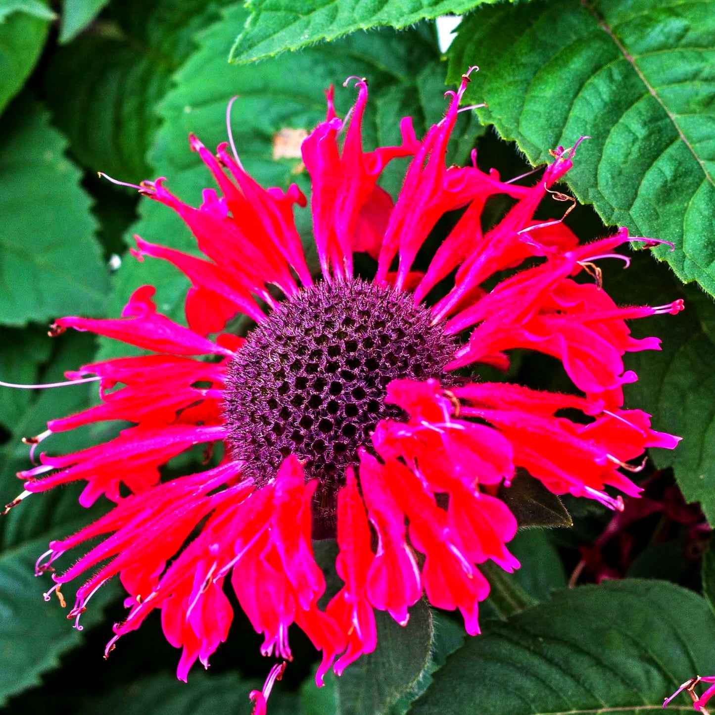 Indianernessel 'Bee-Happy' (Monarda fistulosa)