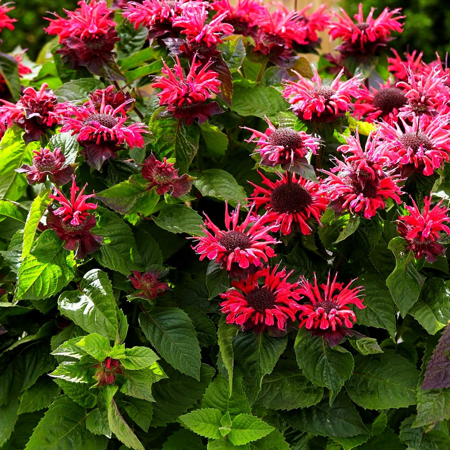 Indianernessel 'Bee-Happy' (Monarda fistulosa)