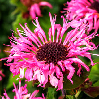 Indianernessel 'Bee-Lieve' (Monarda fistulosa)