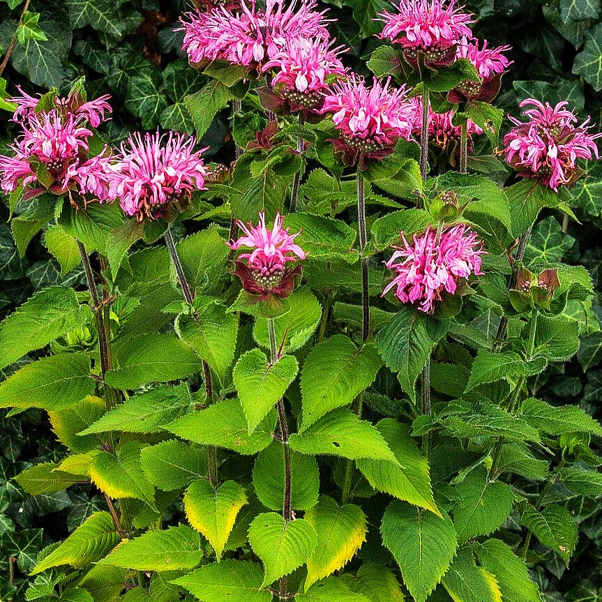 Indianernessel 'Bee-Lieve' (Monarda fistulosa)