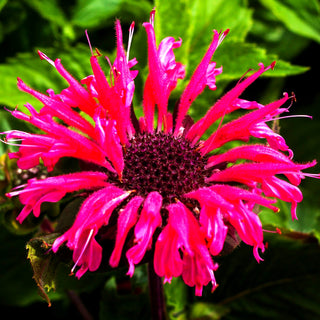 Indianernessel 'Bee-Merry Imp.' (Monarda fistulosa)