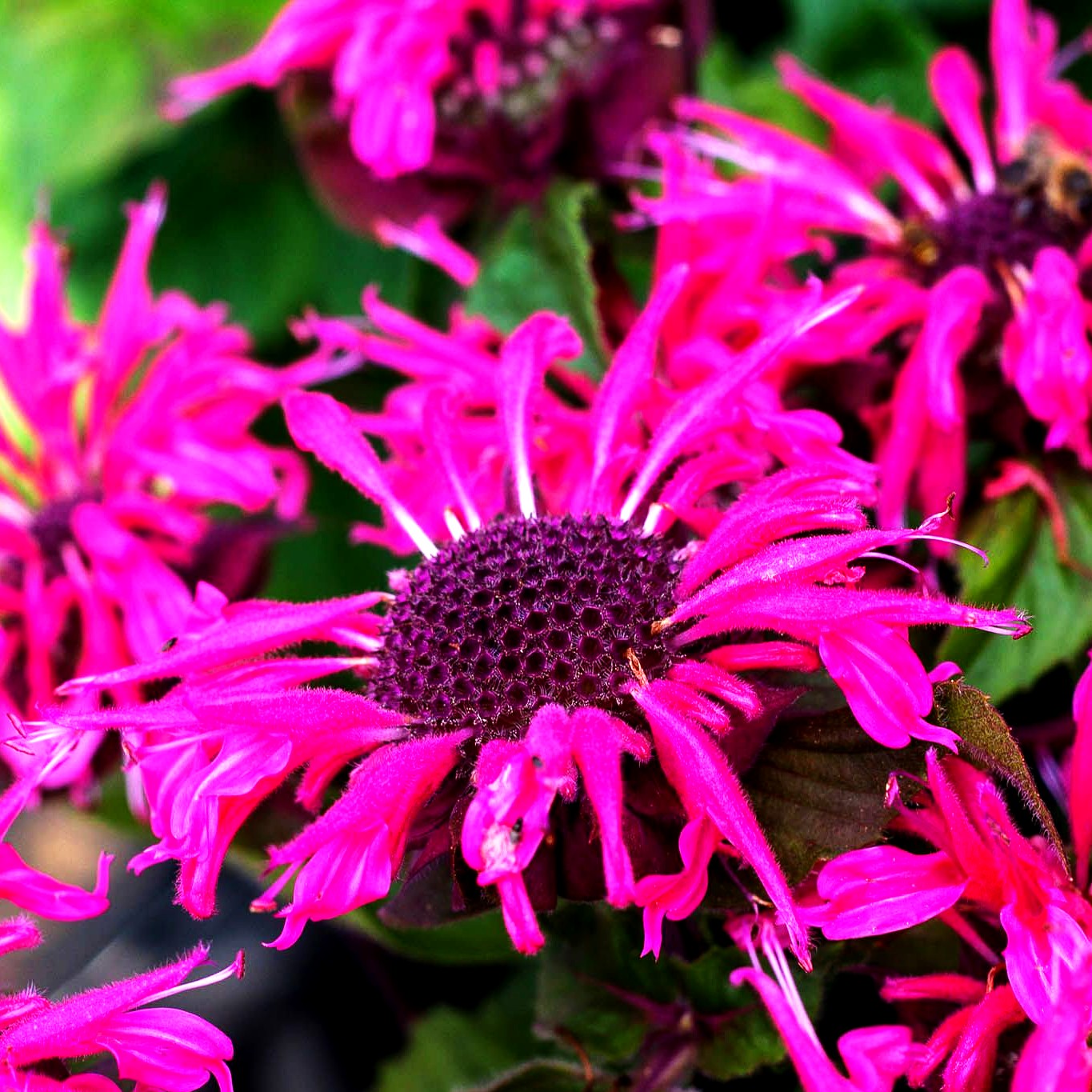 Indianernessel 'Bee-Merry Imp.' (Monarda fistulosa)