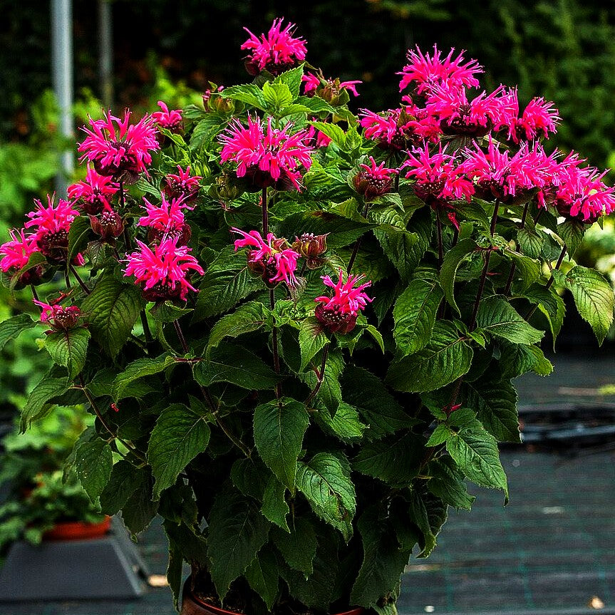Indianernessel 'Bee-Merry Imp.' (Monarda fistulosa)
