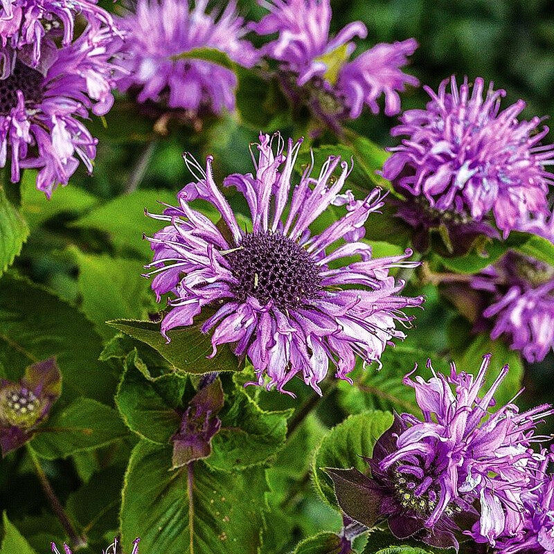 Indianernessel 'Bee-Pretty' (Monarda fistulosa)