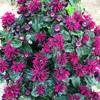 Indianernessel 'Bee-True' (Monarda fistulosa)