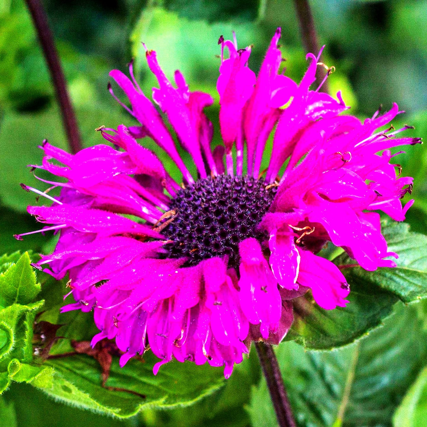 Indianernessel 'Bee-True' (Monarda fistulosa)