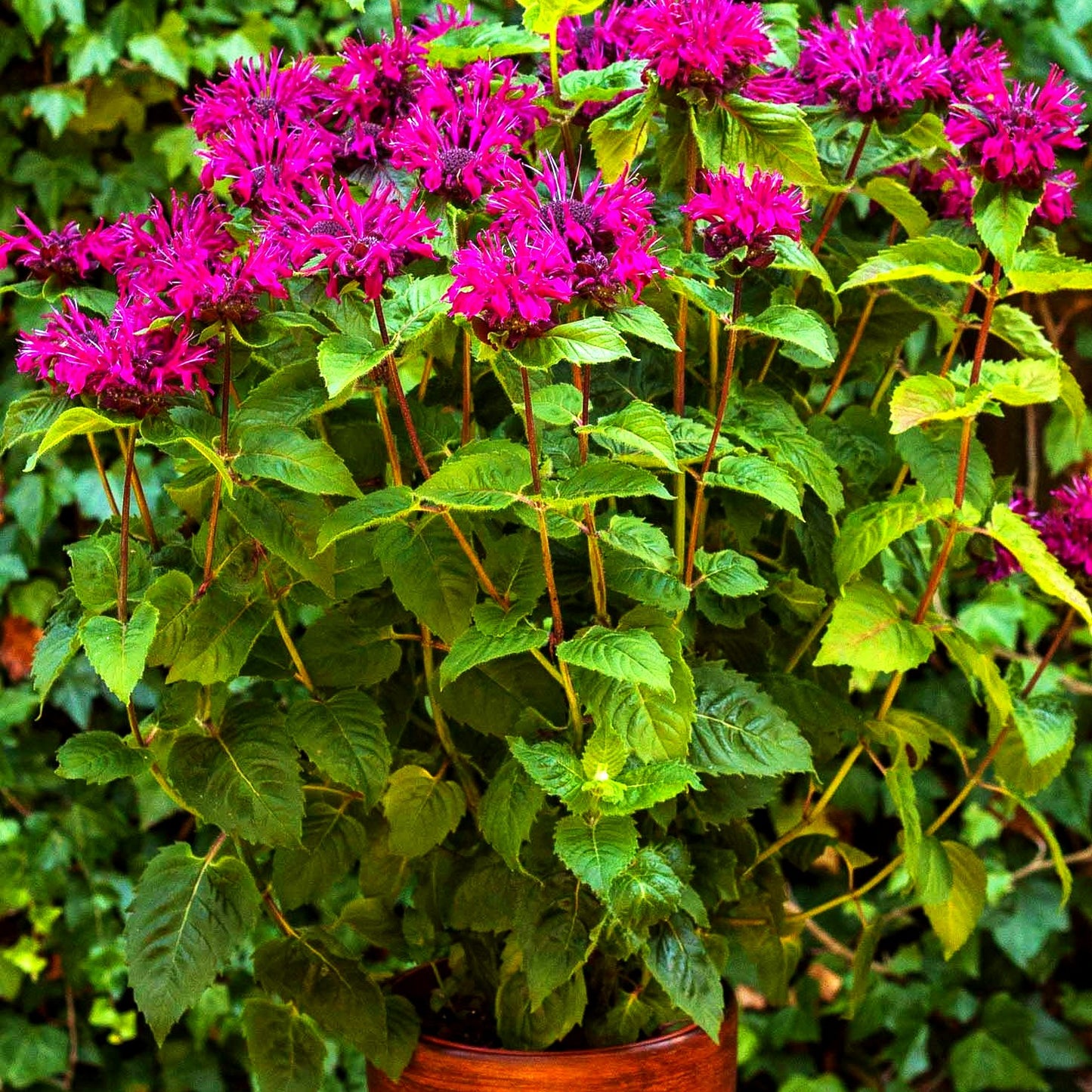 Indianernessel 'Bee-True' (Monarda fistulosa)