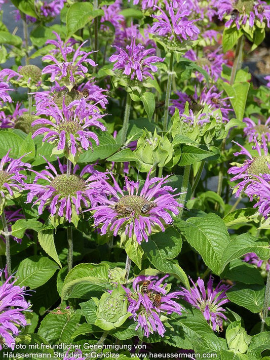 Indianernessel 'Blaustrumpf' (Monarda fistulosa)