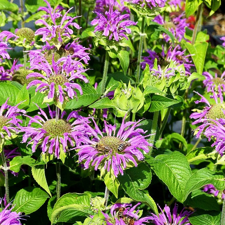 Indianernessel 'Blaustrumpf' (Monarda fistulosa)