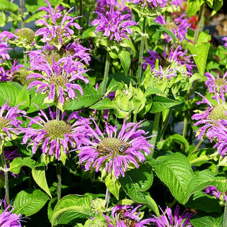 Indianernessel 'Blaustrumpf' (Monarda fistulosa)