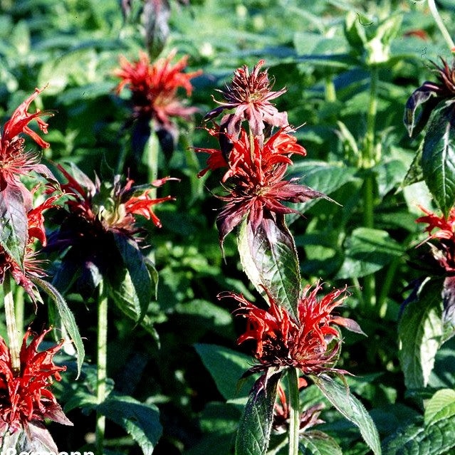 Indianernessel 'Cambridge Scarlet' (Monarda fistulosa)
