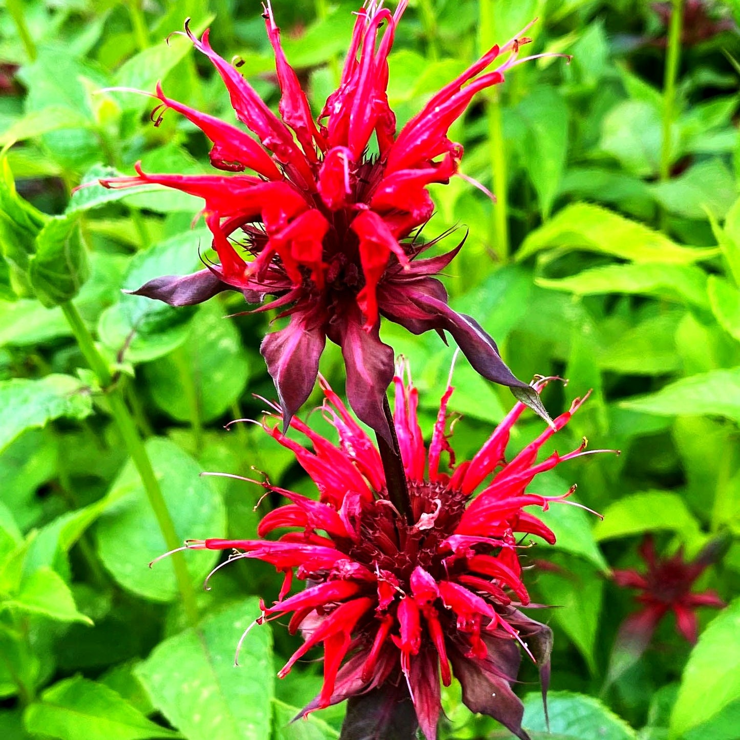 Indianernessel 'Cambridge Scarlet' (Monarda fistulosa)