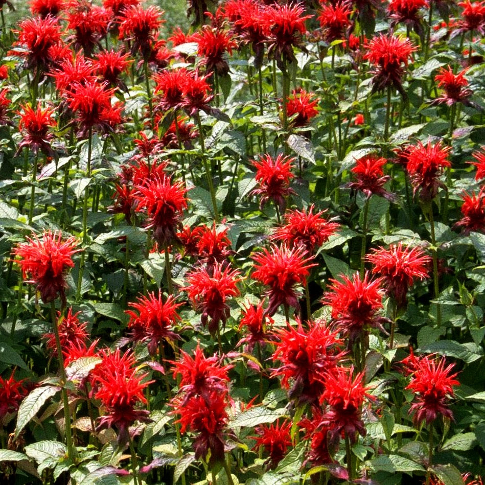 Indianernessel 'Cambridge Scarlet' (Monarda fistulosa)