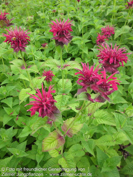 Indianernessel 'Fireball' (Monarda didyma)