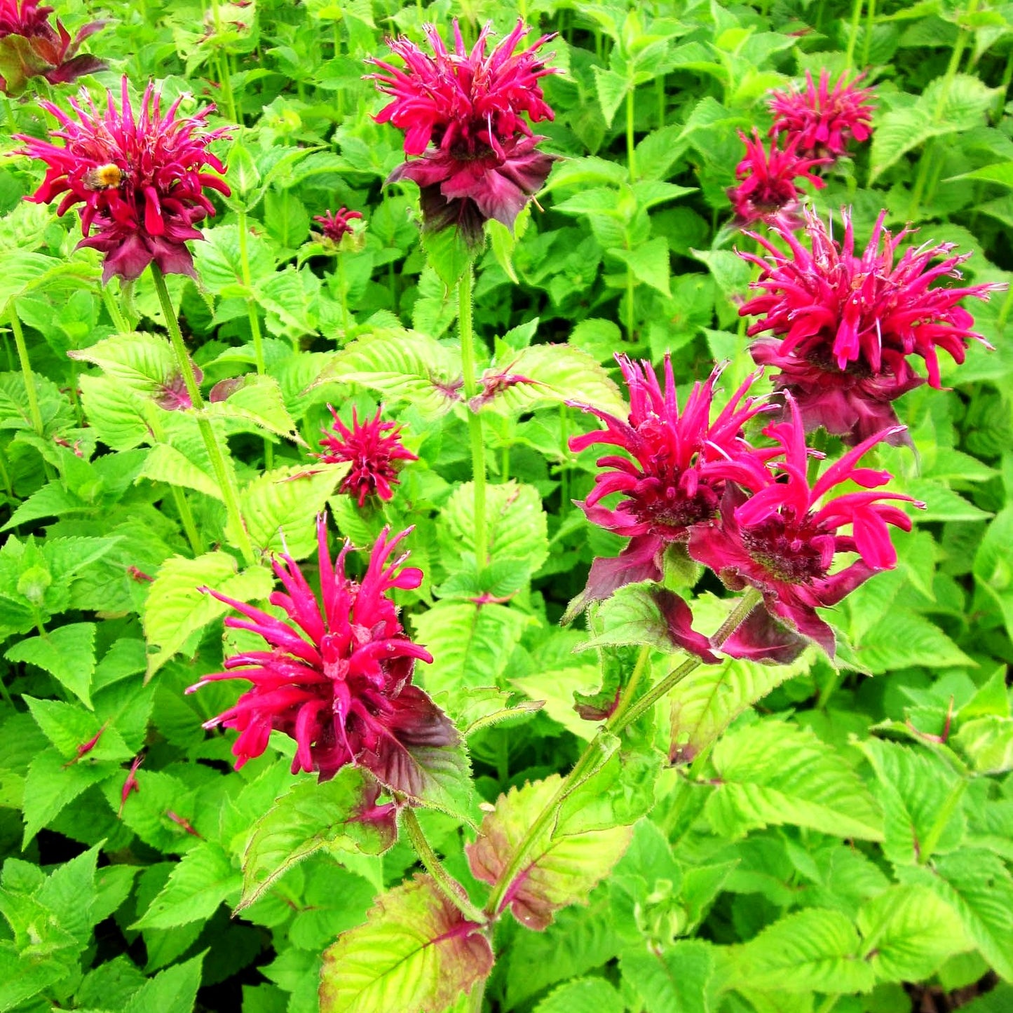 Indianernessel 'Fireball' (Monarda didyma)