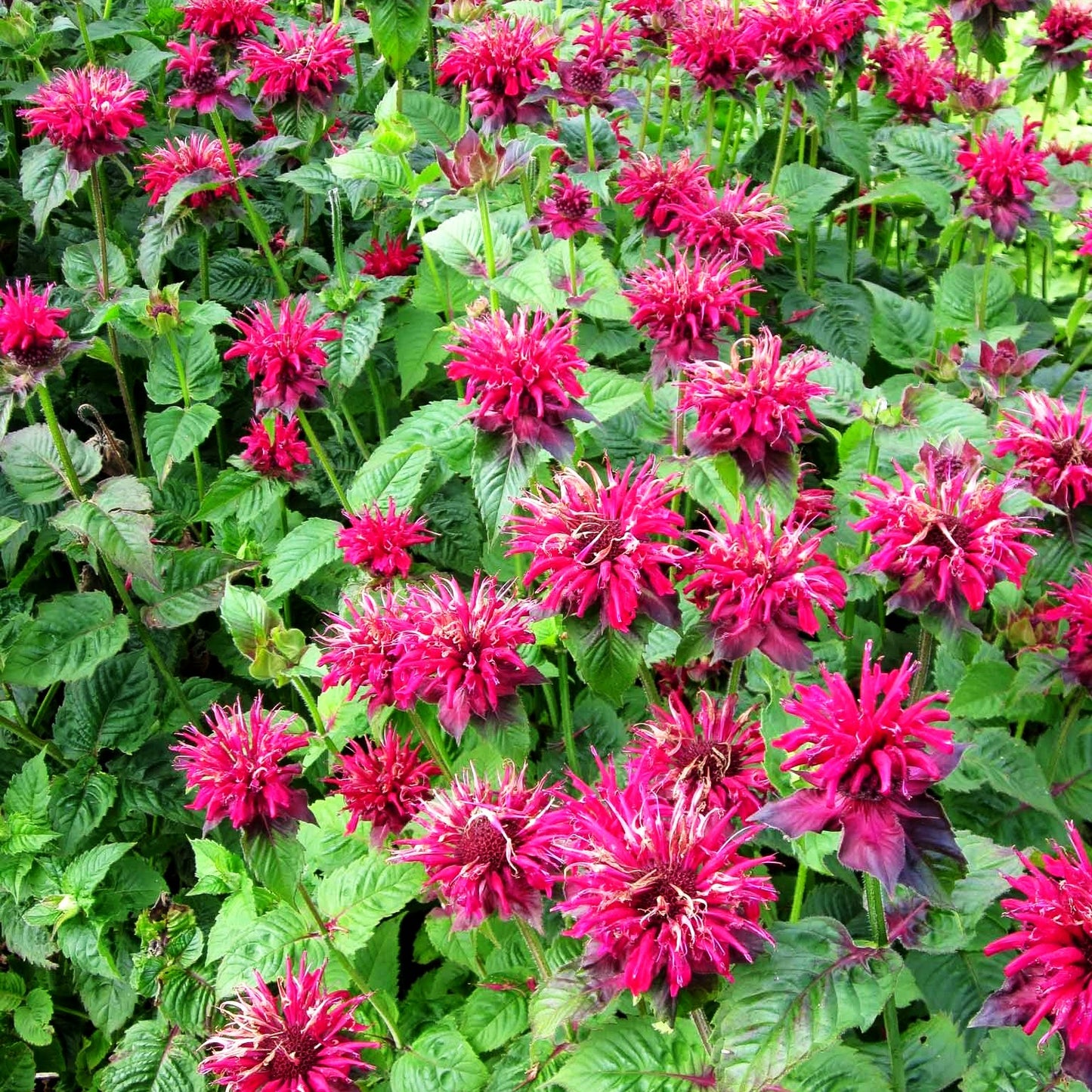 Indianernessel 'Fireball' (Monarda didyma)