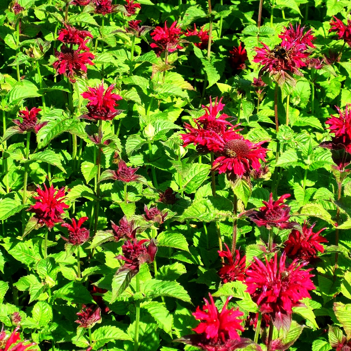 Indianernessel 'Fireball' (Monarda didyma)