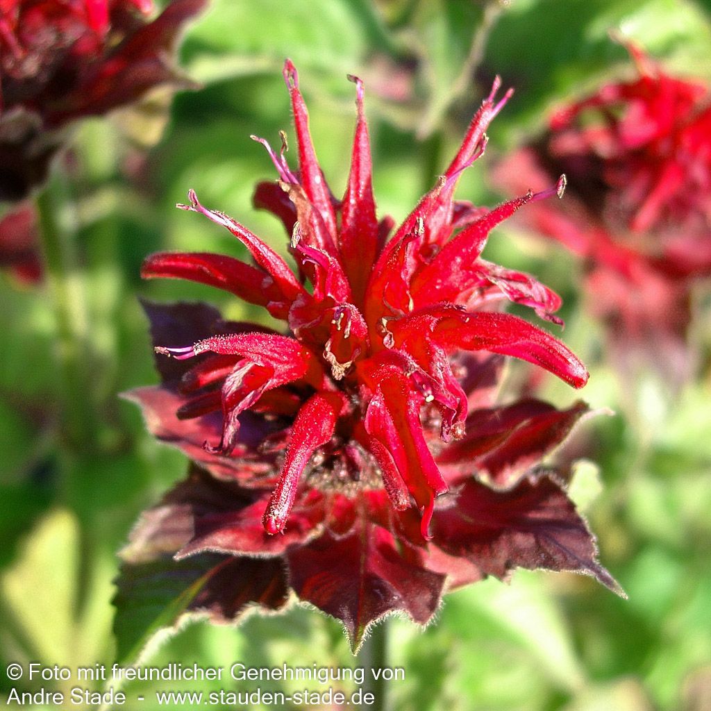 Indianernessel 'Fireball' (Monarda didyma)