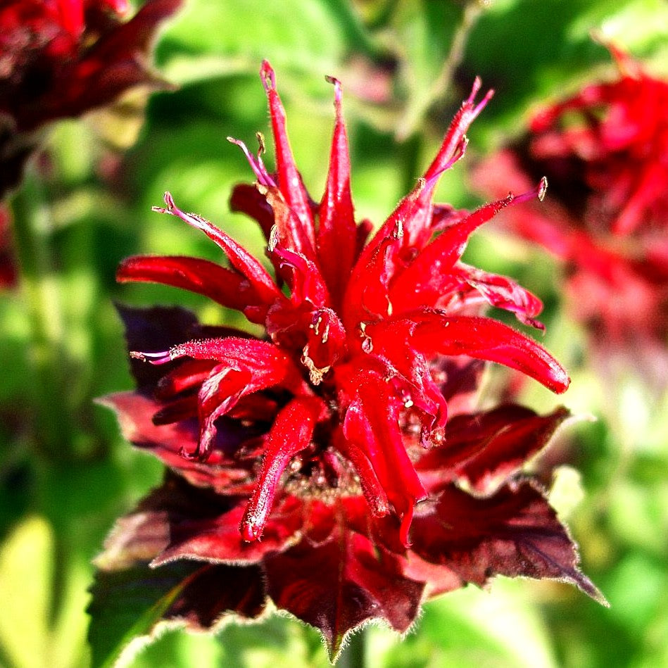 Indianernessel 'Fireball' (Monarda didyma)