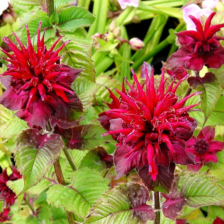 Indianernessel 'Fireball' (Monarda didyma)