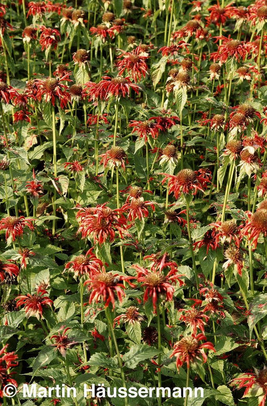 Indianernessel 'Gardenview Scarlet' (Monarda fistulosa)