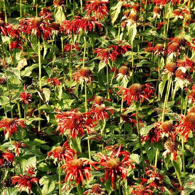 Indianernessel 'Gardenview Scarlet' (Monarda fistulosa)