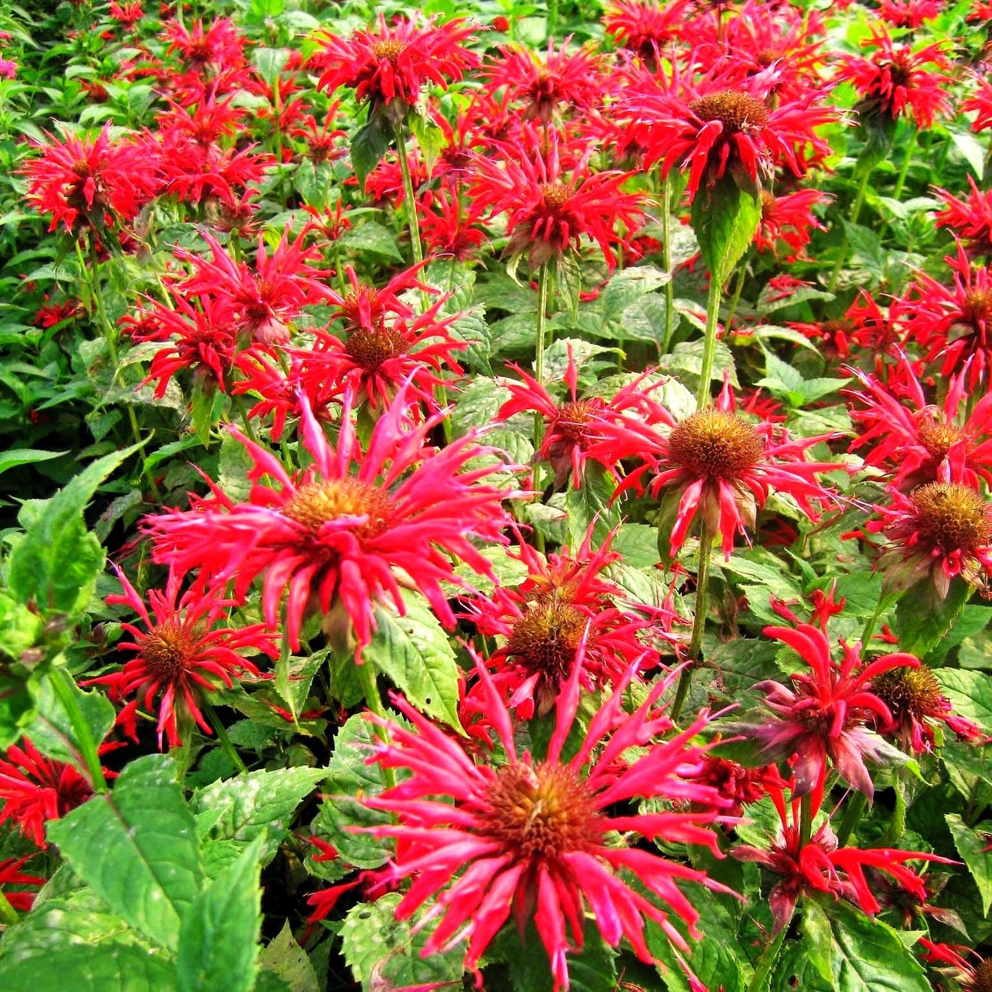 Indianernessel 'Gardenview Scarlet' (Monarda fistulosa)