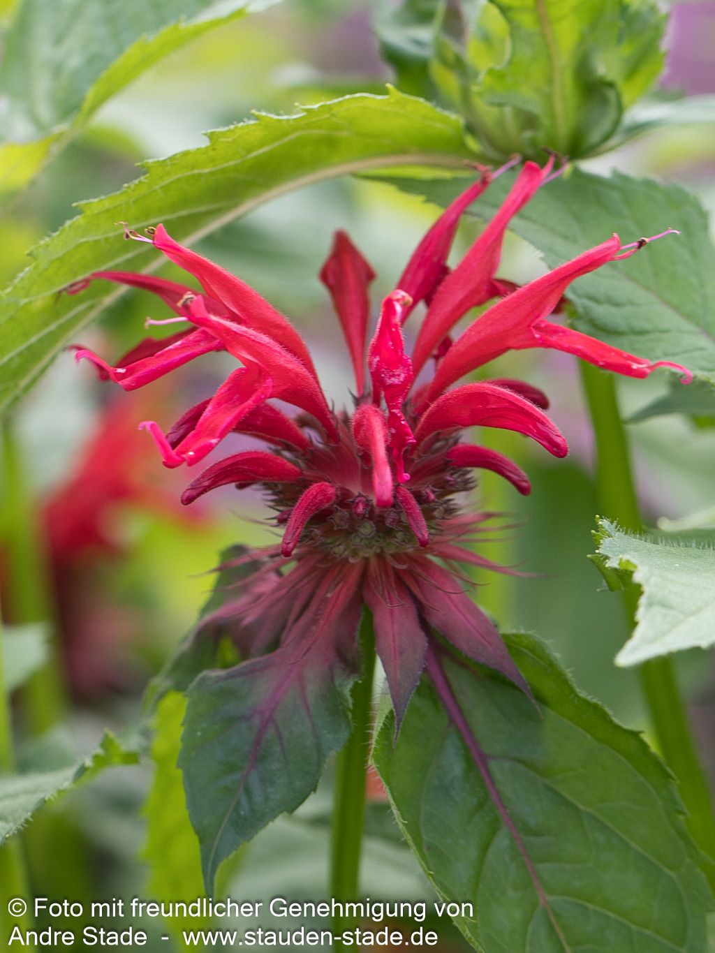 Indianernessel 'Gardenview Scarlet' (Monarda fistulosa)