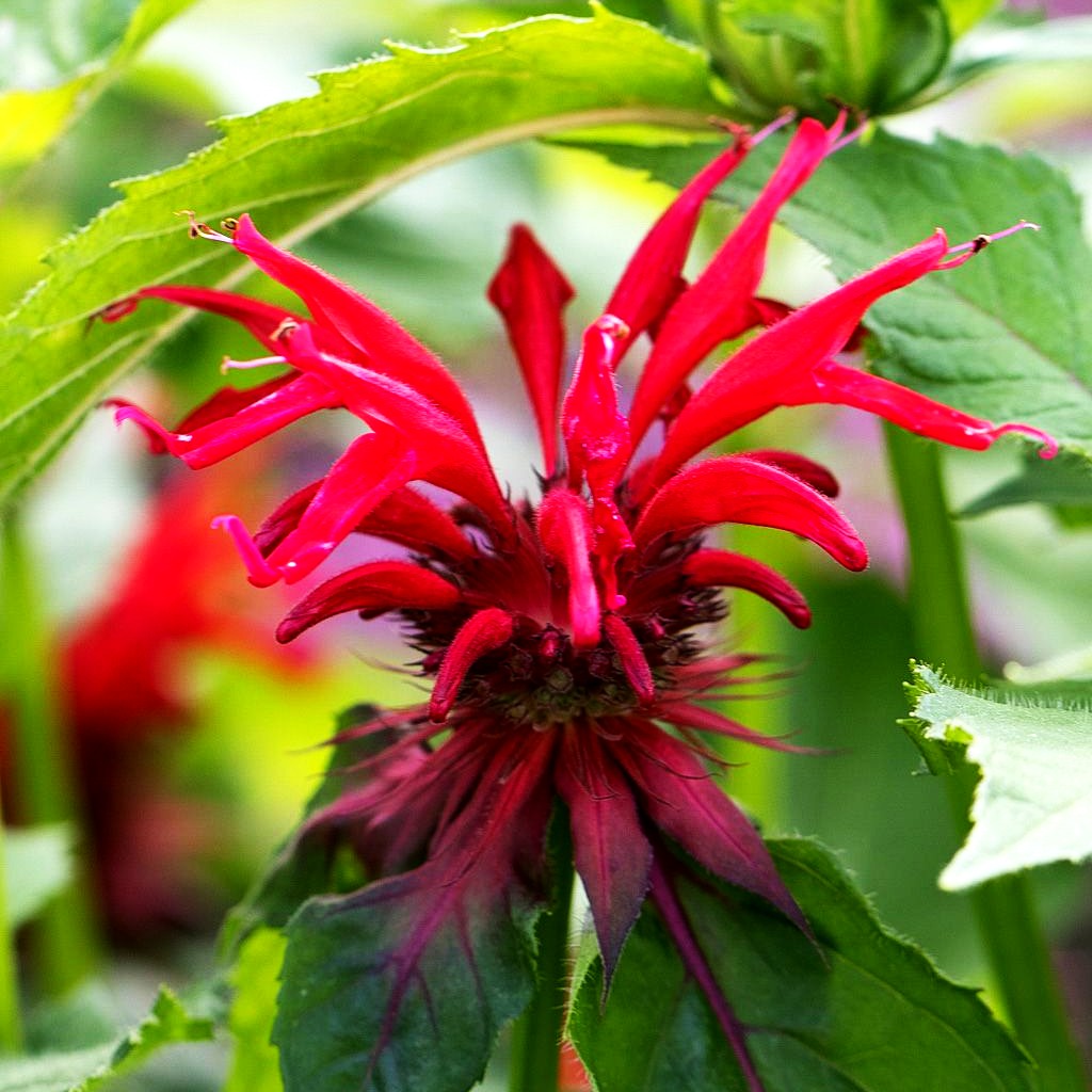 Indianernessel 'Gardenview Scarlet' (Monarda fistulosa)