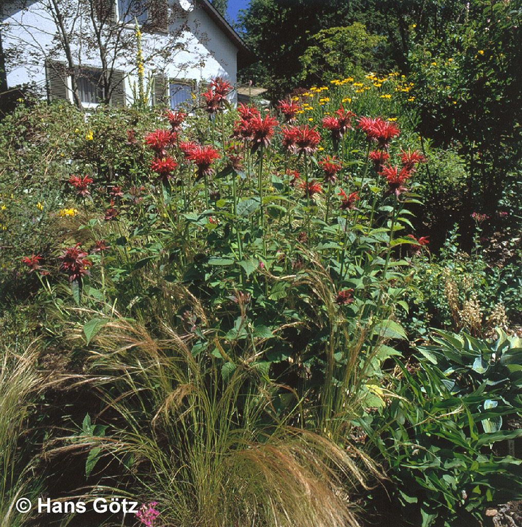 Indianernessel 'Gardenview Scarlet' (Monarda fistulosa)