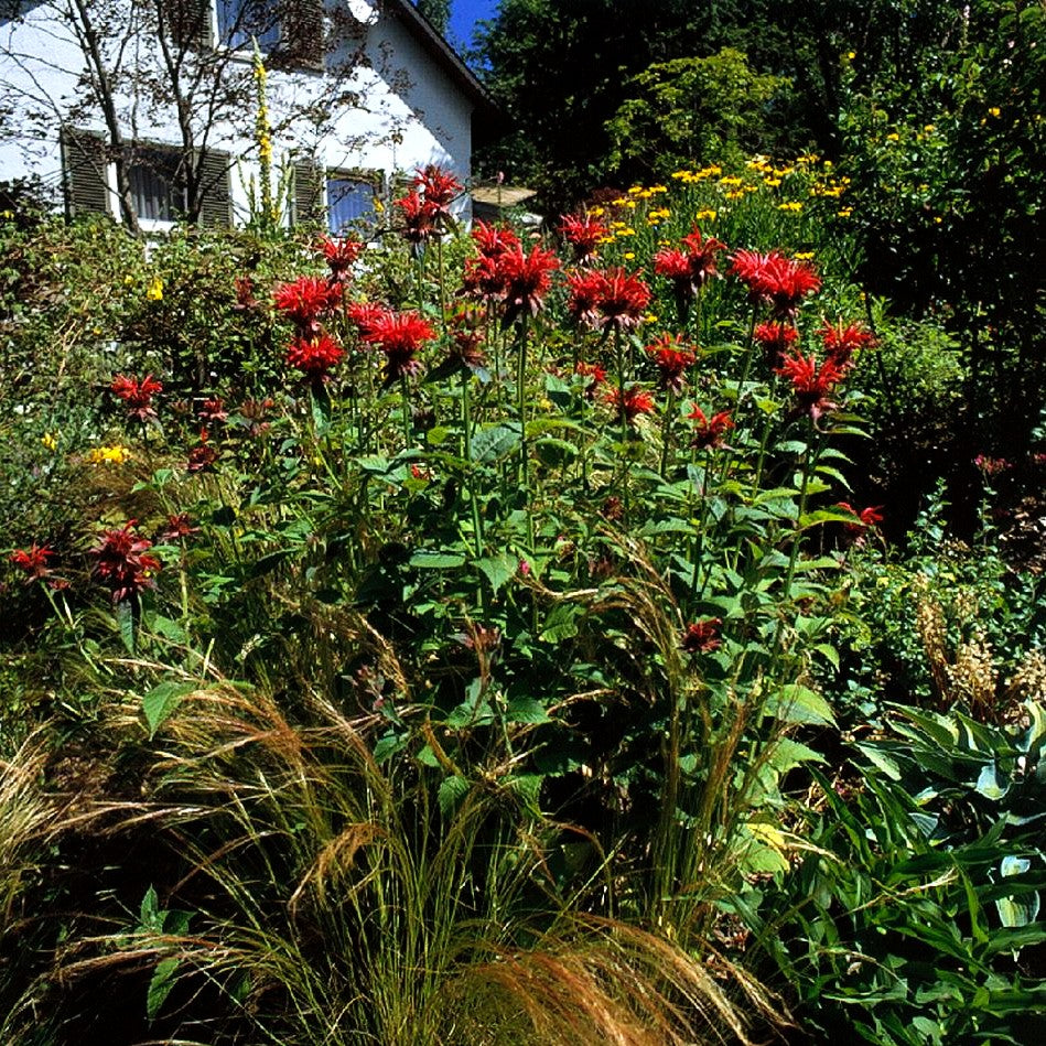Indianernessel 'Gardenview Scarlet' (Monarda fistulosa)