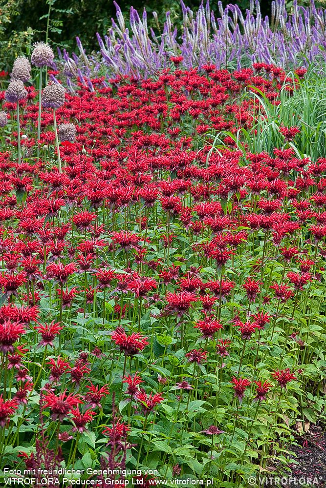 Indianernessel 'Gardenview Scarlet' (Monarda fistulosa)