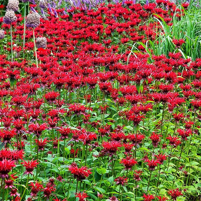 Indianernessel 'Gardenview Scarlet' (Monarda fistulosa)