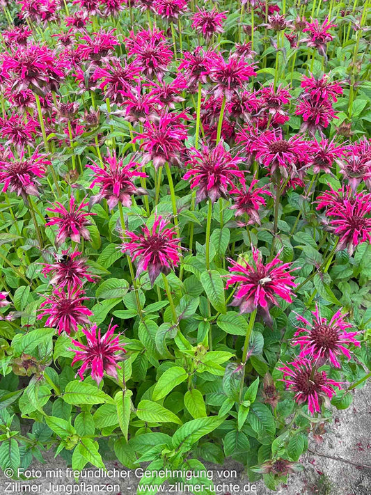 Indianernessel 'Mahogany' (Monarda fistulosa)