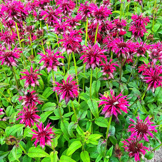 Indianernessel 'Mahogany' (Monarda fistulosa)