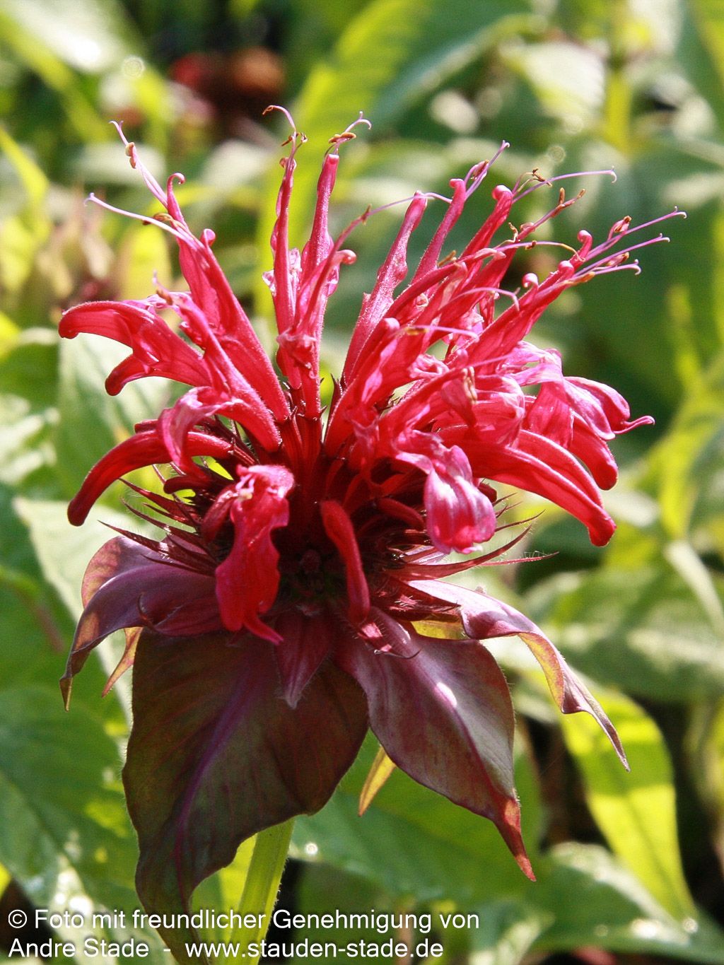 Indianernessel 'Mahogany' (Monarda fistulosa)