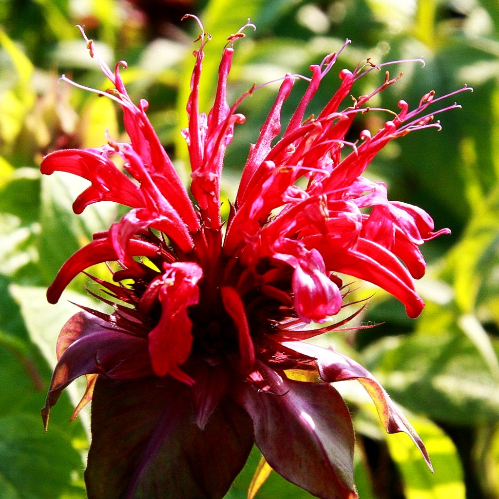 Indianernessel 'Mahogany' (Monarda fistulosa)