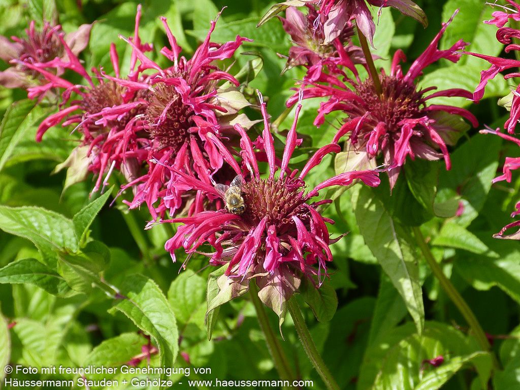 Indianernessel 'Mahogany' (Monarda fistulosa)