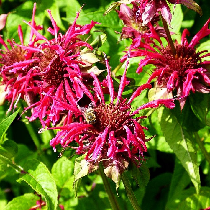 Indianernessel 'Mahogany' (Monarda fistulosa)
