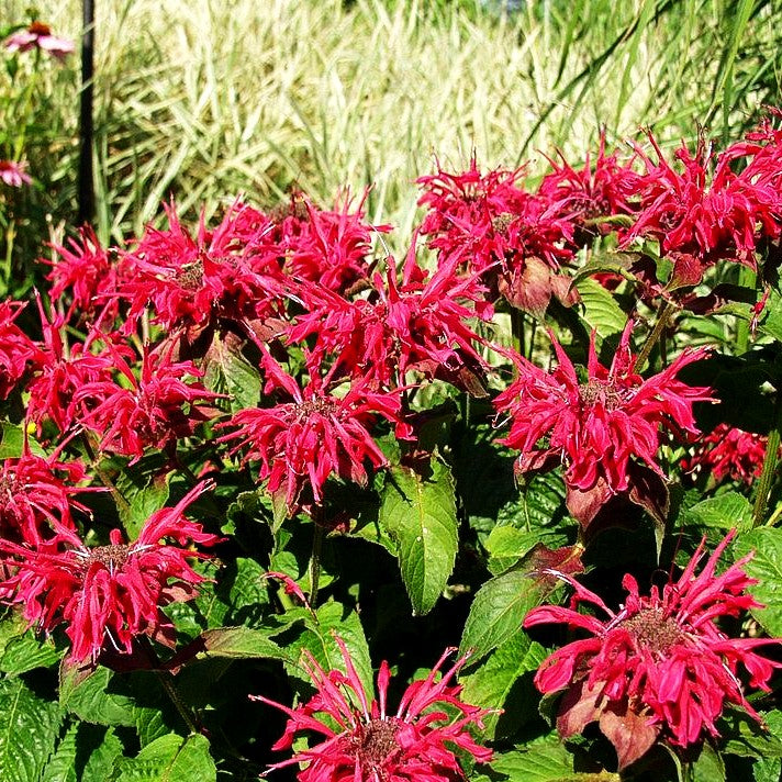 Indianernessel 'Mahogany' (Monarda fistulosa)