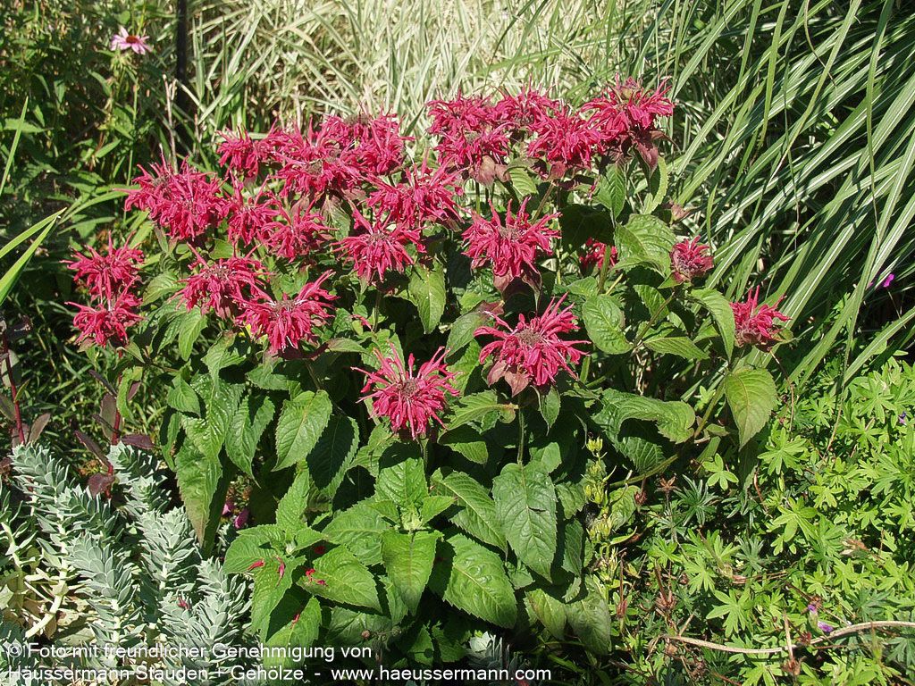 Indianernessel 'Mahogany' (Monarda fistulosa)