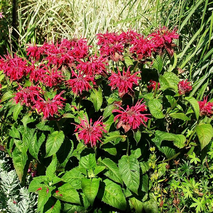 Indianernessel 'Mahogany' (Monarda fistulosa)