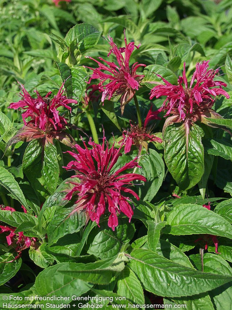 Indianernessel 'Mahogany' (Monarda fistulosa)