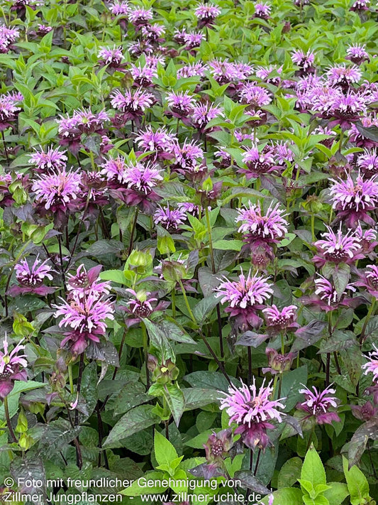 Indianernessel 'Neon' (Monarda didyma)