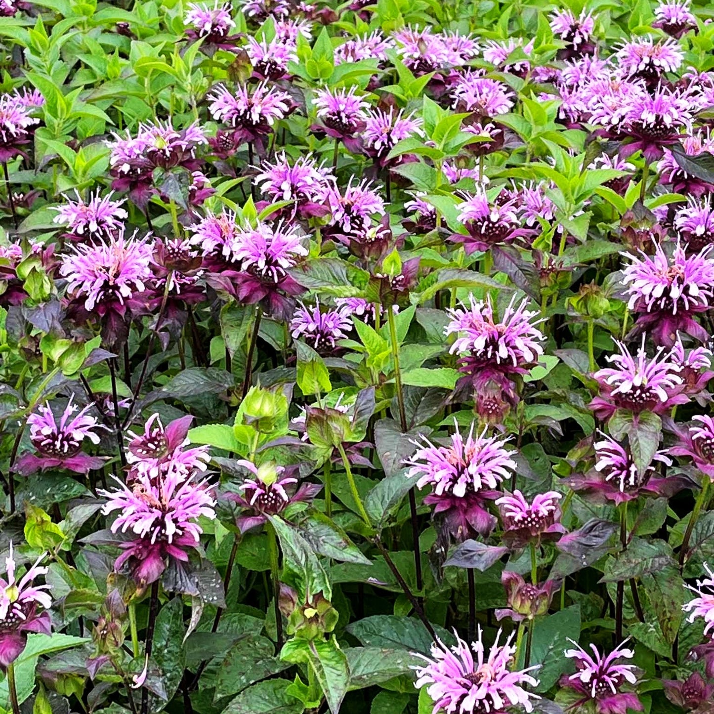 Indianernessel 'Neon' (Monarda didyma)