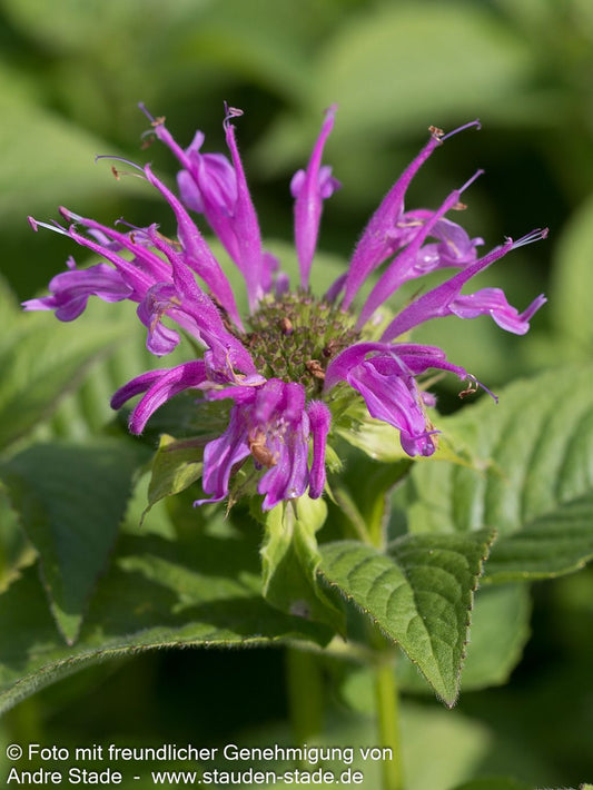 Indianernessel 'Prärienacht' (Monarda fistulosa)